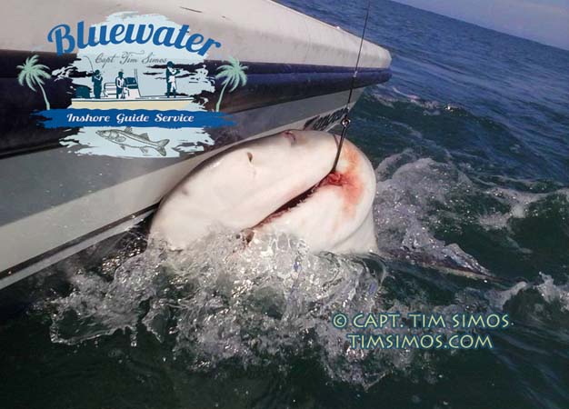 shark fishing guide near Vero Beach